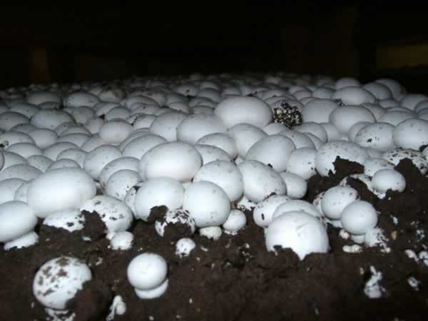Как выращивать грибы дома