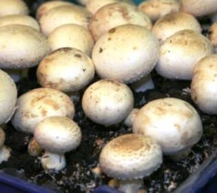 Как вырастить грибы в домашних условиях