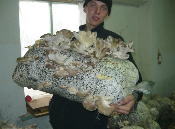 технология выращивания грибов вешенка